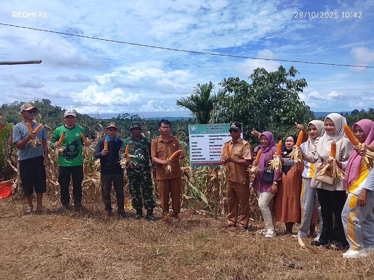 Panen Jagung di Desa Benua Ratu, Bukti Nyata Keberhasilan Program Ketahanan Pangan Desa