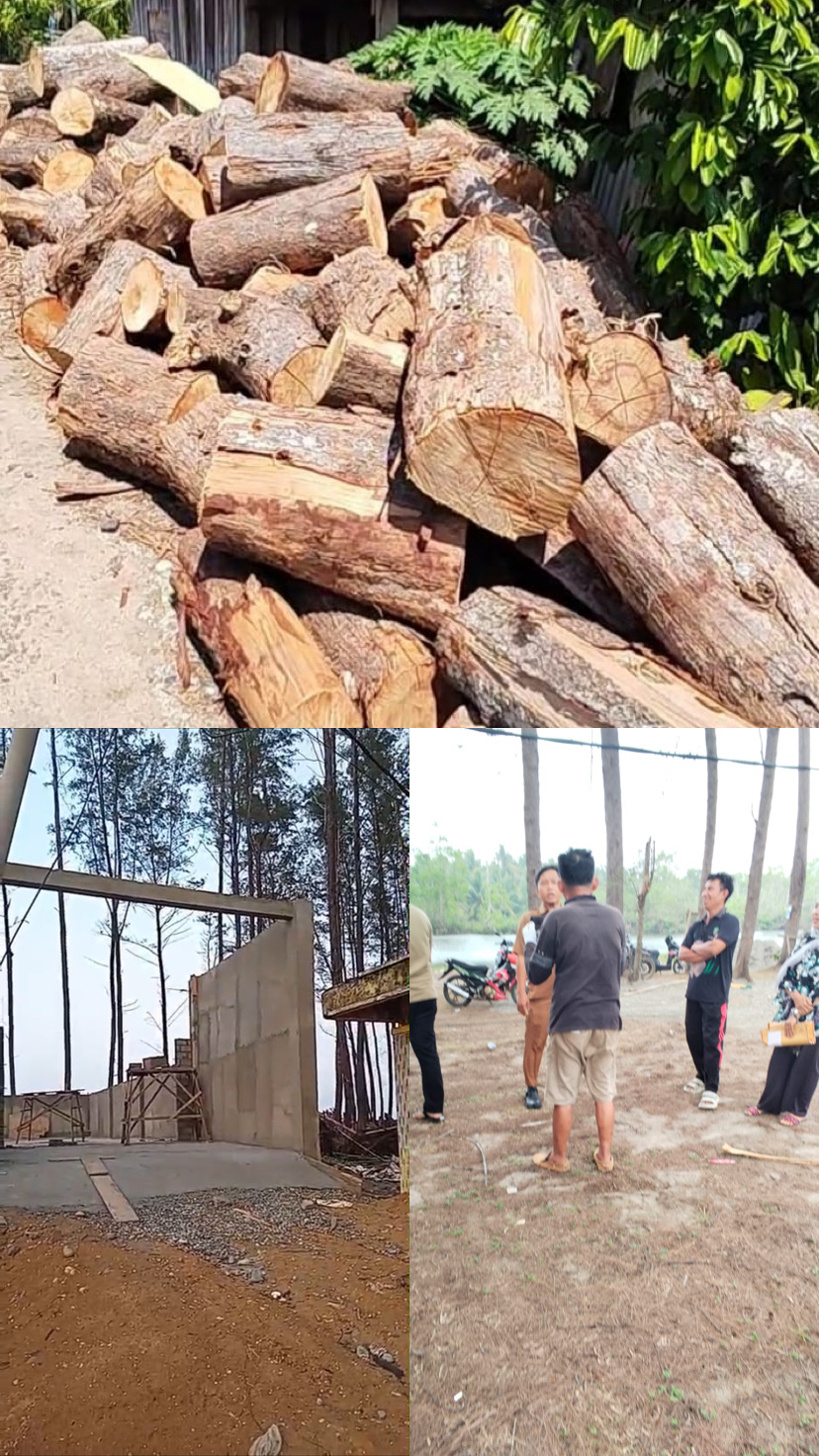 Puluhan Pohon Ru Diduga Ditebang di Tanjung Agung, Izin Pembangunan Koperasi Merah Putih Dipertanyakan